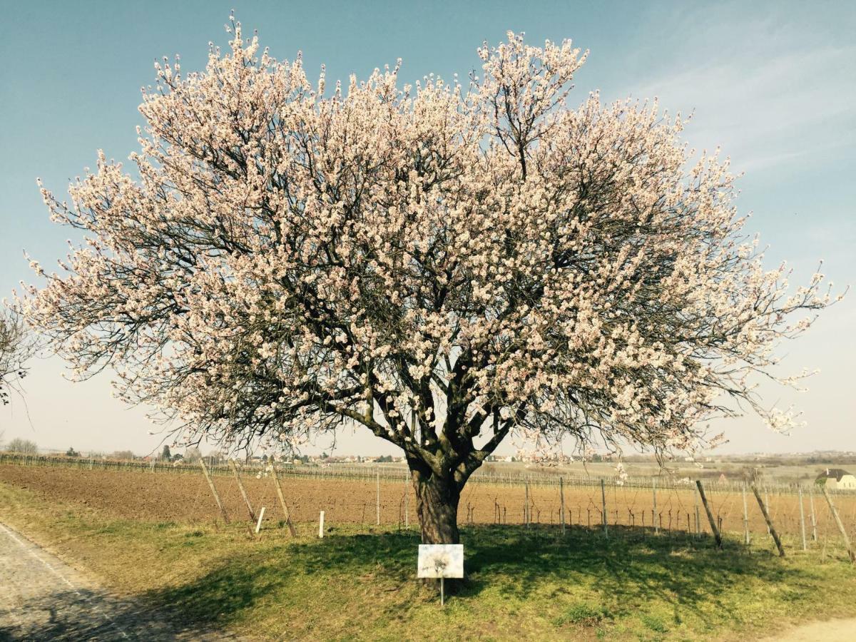 Ferienwohnung im Paradiesgarten Deidesheim Bagian luar foto